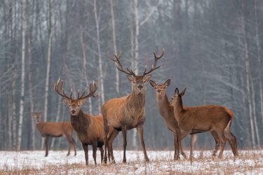 Achtjarig meisje schrijft protestbrief aan rechter over afschieten edelherten Oostvaardersplassen