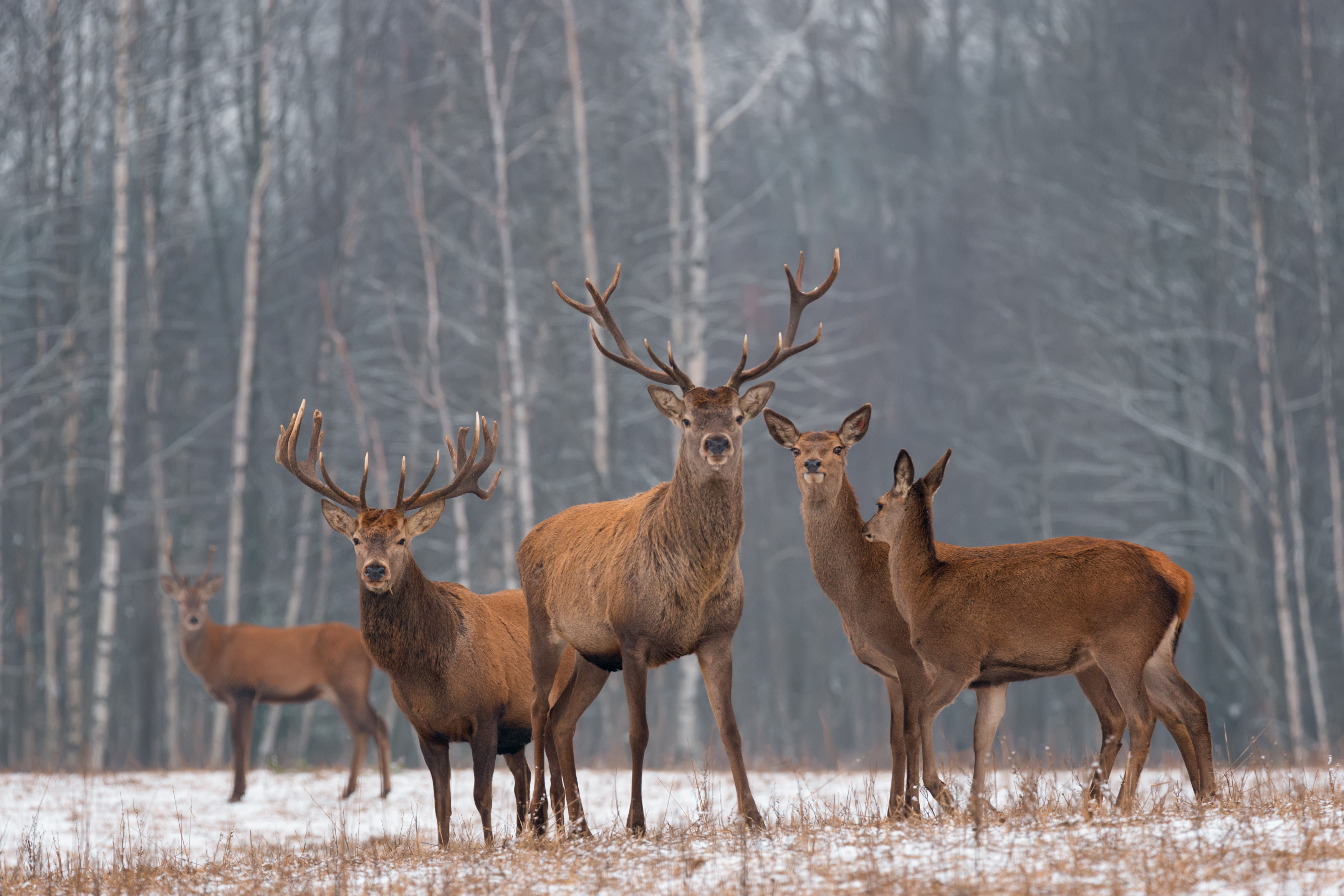 edelherten oostvaardersplassen